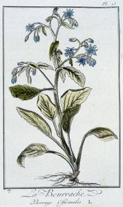 La borraja (Borrage Officinalis) - en “Ejercicios de botánica para el uso de los comerciantes”, escrito por J.C. Philibert, Imprimerie de Crapelet, París de Unknown artist