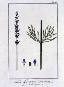 La Lavanda Común (Lavandula Spica) - en “Ejercicios de botánica para el uso de los comerciantes”, escrito por J.C. Philibert, Imprenta de Crapelet, París