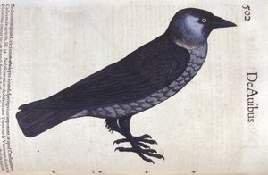 La choucas en Historia Animalium de Conrad Gesner (1516 - 1565), Tiguri