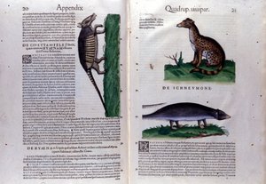 La civeta, la hiena y la mangosta, en Historia Animalium de Conrad Gesner (1516 - 1565), Tiguri de Unknown artist
