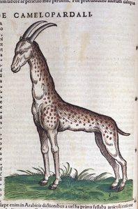 La jirafa. en Historia Animalium de Conrad Gesner (1516 - 1565), Tiguri