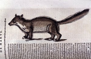 La martre (o marte) en Historia Animalium de Conrad Gesner (1516 - 1565), Tiguri