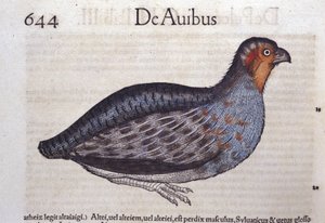 La perdiz en Historia Animalium por Conrad Gesner (1516 - 1565), Tiguri de Unknown artist