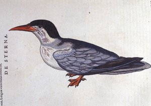 La golondrina de mar en Historia Animalium de Conrad Gesner (1516 - 1565), Tiguri de Unknown artist