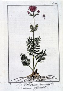 La valeriana salvaje - en "Ejercicio de botánica para el uso de los comerciantes" por J.C. Philibert, imp. de Crapelet, París de Unknown artist