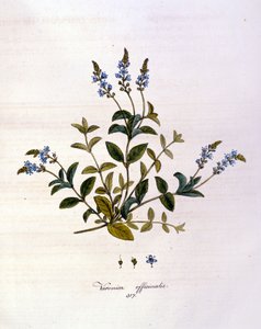 La verónica de Unknown artist