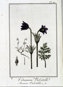 La anémona pulsatilla - en “Ejercicios de botánica para el uso de los comerciantes”, escrito por J.C. Philibert, Imprenta de Crapelet, París de Unknown artist