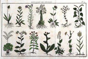 Disposición de las hojas: en “Flora Françoise, o una breve descripción de todas las plantas que crecen naturalmente en Francia, dispuestas según un nuevo método de análisis con la cita de sus virtudes menos equívocas en medicina y su utilidad en de Unknown artist