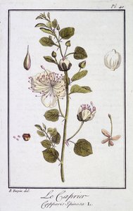 El alcaparro (Capparis Spinosa) - en “Ejercicios de botánica para el uso de los comerciantes”, redactado por J.C. Philibert, Imprimerie de Crapelet, París de Unknown artist