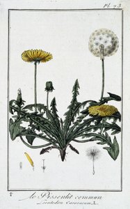 El diente de león común (Leontodon caraxacum) - en "Ejercicios de botánica para el uso de los comerciantes", escrito por J.C. Philibert, Imprimerie de Crapelet, París