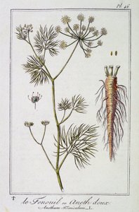 El Hinojo o Eneldo dulce (Anethum Foeniculum) - en “Ejercicios de botánica para uso de los comerciantes”, redactado por J.C. Philibert, Imprenta de Crapelet, París