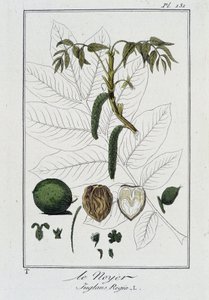 El Nogal (Juglans Regia) - en “Ejercicios de botánica para uso de los comerciantes”, escrito por J.C. Philibert, Imprenta de Crapelet, París