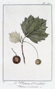 El Plátano de Occidente (Platanus occidentalis) - en “Ejercicios de botánica para el uso de los comerciantes”, redactado por J.C. Philibert, Imprenta de Crapelet, París de Unknown artist