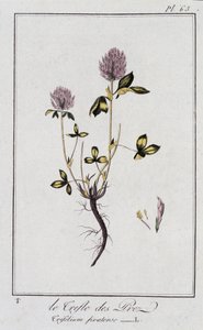 El trébol de los prados (Trifolium pratense) - en "Ejercicios de botánica para el uso de los comerciantes", redactado por J.C. Philibert, Imprimerie de Crapelet, París de Unknown artist