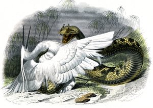 Le ceraste (Vipera cerastes) - Lámina de Historia Natural de Bernard Germain de Lacepede (1856-1925), edición P.Furme, París