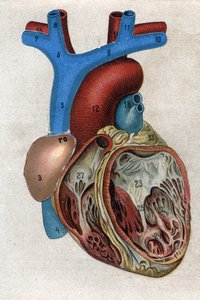 El corazón. en “La nueva medicación natural” de F.E. Bilz. 1898 de Unknown artist