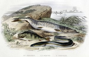 Le pike, la perche et l