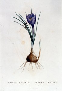 El azafrán (Crocus sativus) según Botánica de J. Rousseau, París 1822