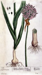 Puerro - lámina botánica