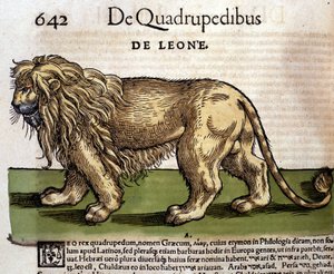 León según la Historia Animalium de Conrad Gesner, Tiguri 1560. Biblioteca nacional Braidense. Milán de Unknown artist