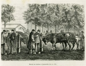 Ganado caminando en Leeuwarden (Países Bajos). Grabado para ilustrar la historia La Frisia, basada en una relación de un periódico holandés, en Le Tour du monde 1886, dirigido por Edouard Charton (1807-1890), Hachette, París. de Unknown artist