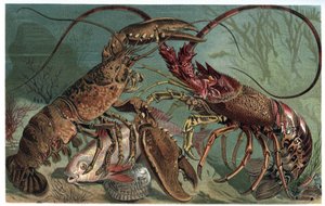 Langosta y bogavante - Homarus y langosta espinosa europea - grabado de 