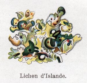 Plantas botánicas medicinales y alimenticias: liquen de Islandia. Grabado en "La medicación natural" de Friedrich Eduard Bilz (1842-1922) de Unknown artist