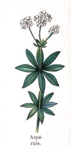 Plantas botánicas medicinales y alimenticias: asperula. Grabado en “La medicación natural”, de Friedrich Eduard Bilz (1842-1922) de Unknown artist