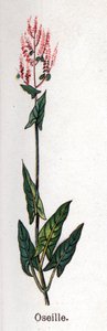 Plantas botánicas medicinales y alimenticias: acedera. Grabado en "La medicación natural", por Friedrich Eduard Bilz (1842-1922) de Unknown artist