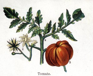 Plantas botánicas medicinales y alimenticias: tomate. Grabado en “La medicación natural”, de Friedrich Eduard Bilz (1842-1922)