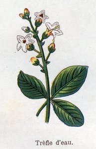Plantas botánicas medicinales y alimenticias: trébol de agua. Grabado en “La medicación natural”, de Friedrich Eduard Bilz (1842-1922)