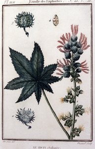 Plantas medicinales: ricino común. Familia de las euforbiáceas. Lámina botánica del siglo XIX