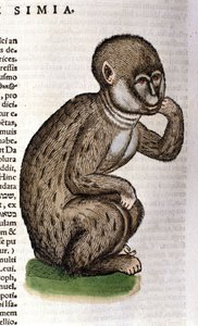 Mono según la Historia Animalium de Conrad Gesner, Tiguri 1560. Biblioteca nacional Braidense. Milán de Unknown artist