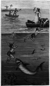 Cultura de nácar en Tahití: un recolector de nácar atacado por un tiburón. (Según los documentos comunicados por el autor). Grabado en “La Nature: revue des sciences et de leurs aplicaciones aux arts et a l