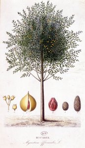Myristica fragrans - Nuez moscada (Myristica officinalis). lámina botánica