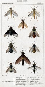 Tablero de historia natural. Entomología. Familia de los dípteros. Aploceres: 1. Rhagion haya; 2. Plebeien bion; 3. Sic ferruginoso; 4. Anthrax morio; 5. Hypoleon 63 líneas; 6. Stratyome camaleón; 7. Cyrte acephal; 8. Mydas en alambre; 9. Nemotele utiginos de Unknown artist