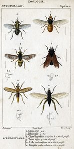 Tabla de historia natural. Entomología. Familia de dípteros. Sclerostomes: 6. Estomox gris; 7. Rhingia con pico; 8. Chrysopside cegadora; 8a. cabeza de perfil; 9. Tábano negro; 9a. cabeza de perfil; 10. Asilo crabroniforme; 10a. cabeza de perfil; 11. Emboi de Unknown artist