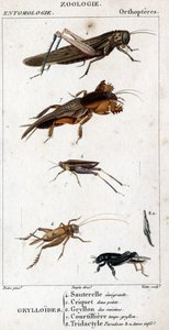 Tabla de historia natural. Entomología. Familia de ortópteros. Grylloides: 4. Saltamontes emigrante; 5. Saltamontes de dos puntos; 6. Gryllon de las cocinas; 7. Gryllon topo; 8. Tridactyl paradoja; 8a. tarso inferior de Unknown artist