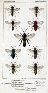 Tabla de historia natural. Entomología. Familia de los himenópteros. Antófilos: 1. Philanthus coronatus; 2. Scolia de 4 manchas; 3. Crabron de pantalla; 4. Mellinus ruficornis. Crisídidos: 5. Chrysis lucida; 6. Omalum cerebral; 7. Parnopes carnea. Pterodíp de Unknown artist