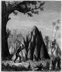 Nidos de la “Termita Guerrera” y la “Termita de los Árboles” en África. Grabado en “La Nature: revue des sciences et de leurs applications aux arts et a l