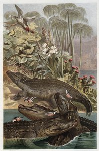 Cocodrilo del Nilo - El cocodrilo del Nilo (Crocodylus niloticus) - grabado de 