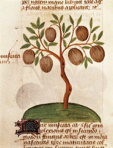 Nuez moscada, Descripción de plantas medicinales y cómo prepararlas. Página del manuscrito "Tratado de hierbas" (Tractatus de herbis) de Pedanius Dioscorides de Unknown artist