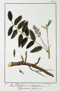 Regaliz común (Glycyrrhiza glabra) - en “Ejercicios de botánica para el uso de los comerciantes”, redactado por J.C. Philibert, Imprenta de Crapelet, París de Unknown artist
