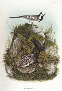 Ornitología: una bergeroneta gris (motacilla alba) cerca del nido de sus crías. Lámina de zoología del siglo XIX. de Unknown artist