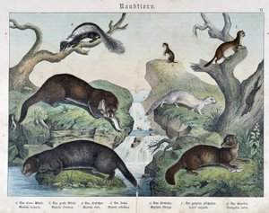 Nutrias, hurones, comadreja... - en “Historias naturales de mamíferos”, ed. Schreiber de Unknown artist