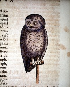 Búho - de Historiae animalium por Konrad Gesner, Tiguri