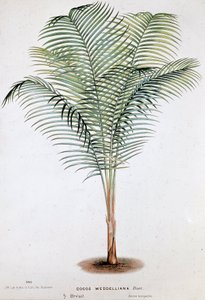 Palma Cocos Weddelliana (Brasil) - lámina botánica de Unknown artist