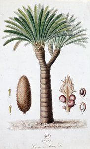 Palma Cycas Revoluta - Lámina botánica