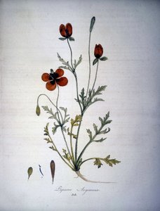 Papaver Argemone (Flor y planta de amapola argemone). Herbario del siglo XIX.