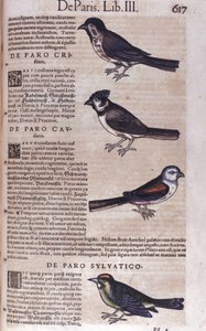 Paseriformes en Historia Animalium de Conrad Gesner (1516 - 1565), Tiguri